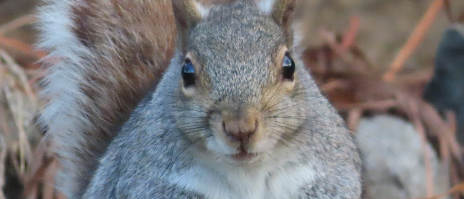 Eastern gray squirrel close up