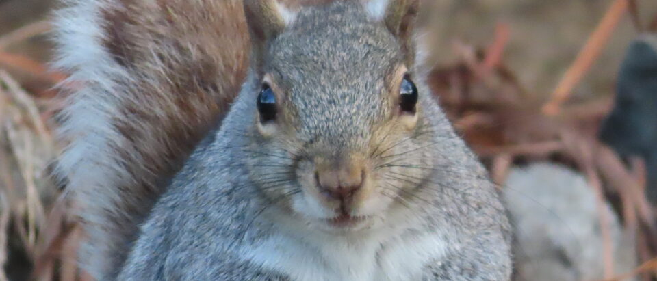 Can a Squirrel Chew Through a Wall? What to Do