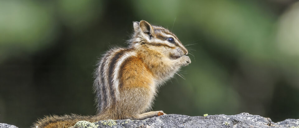 Can Exterminators Get Rid of Chipmunks?