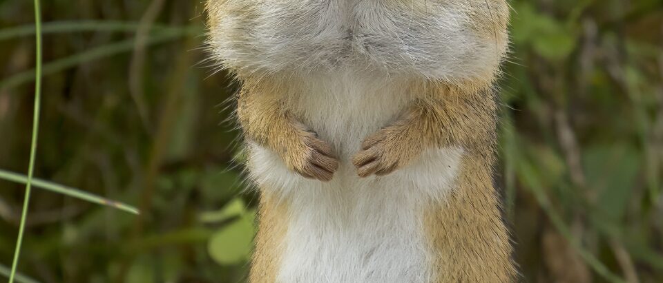 Chipmunk in the House: What to Do