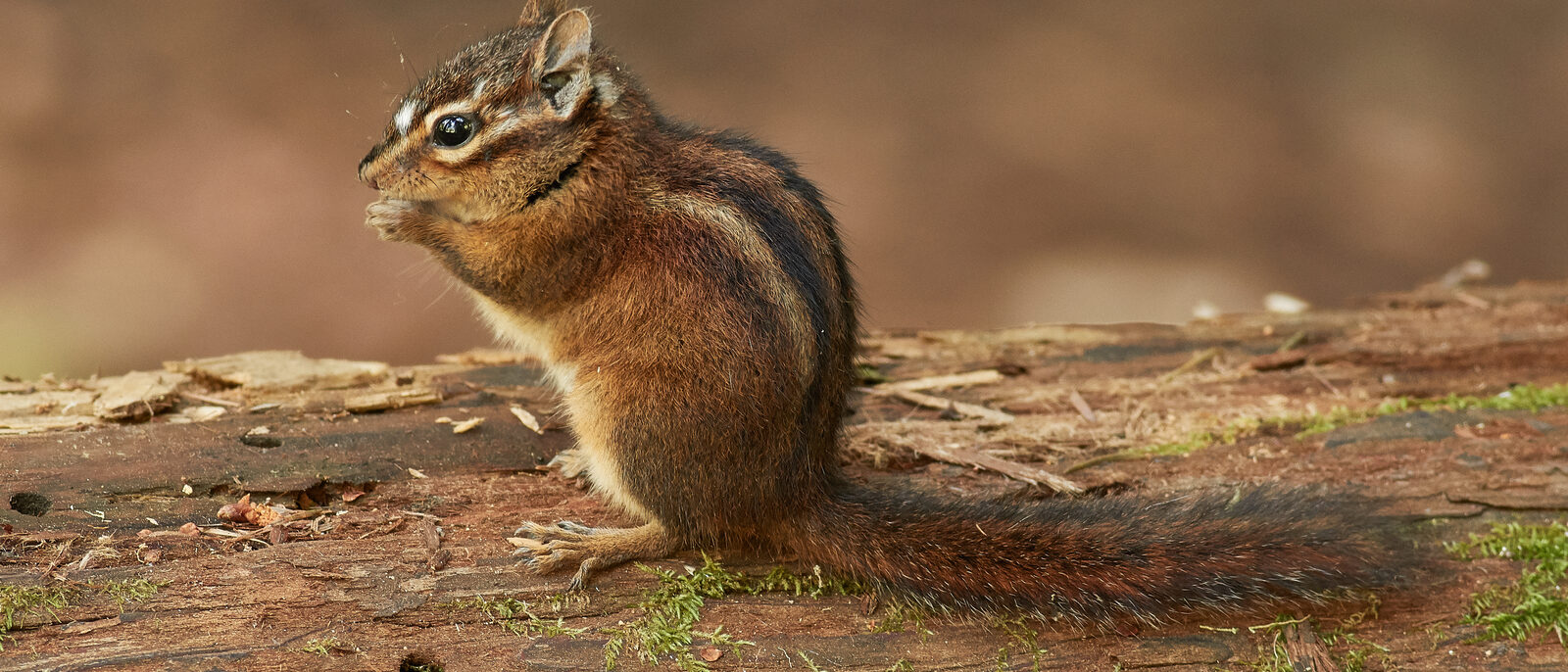 Sonoma chipmunk (Tamias sonomae) at Samuel P. Taylor State Park
