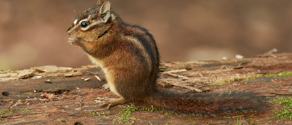 Chipmunk in the Walls: What to Do