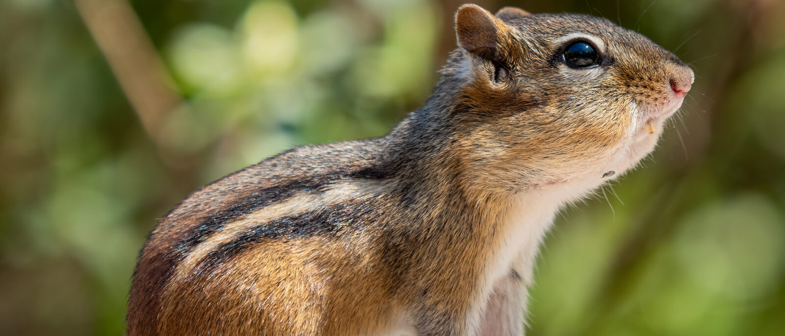 Chipmunk with stuffed cheeks in Prospect Park (Brooklyn, NY, USA)