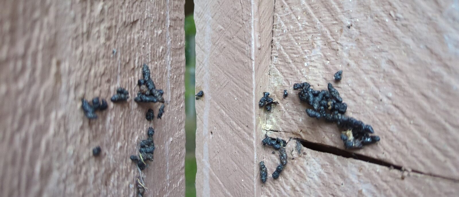Bat guano on wood siding under a gap
