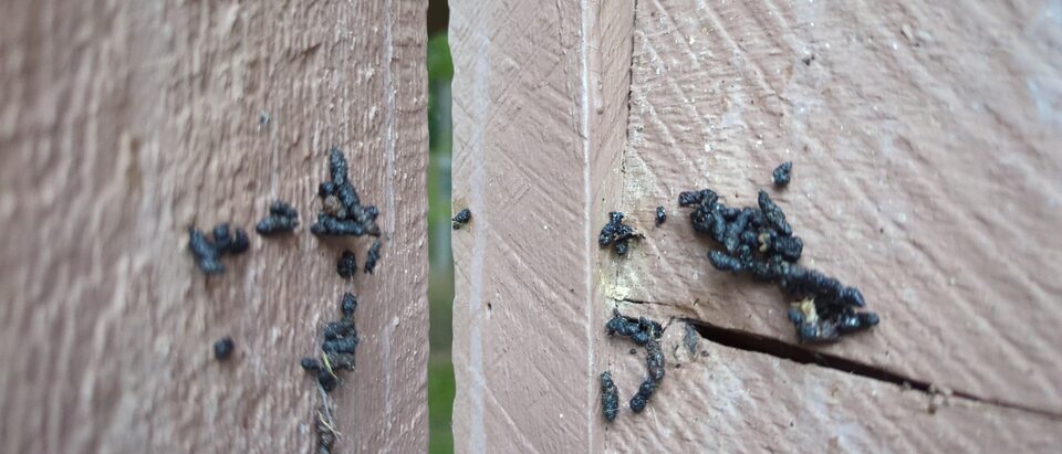 How to Safely Clean Bat Guano