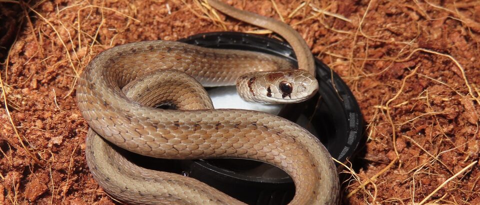 Common Garden Snakes: A Visual Identification Guide