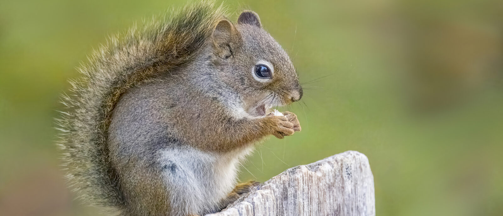 Richardson's red squirrel (Tamiasciurus hudsonicus richardsoni), Moraine Lake, A