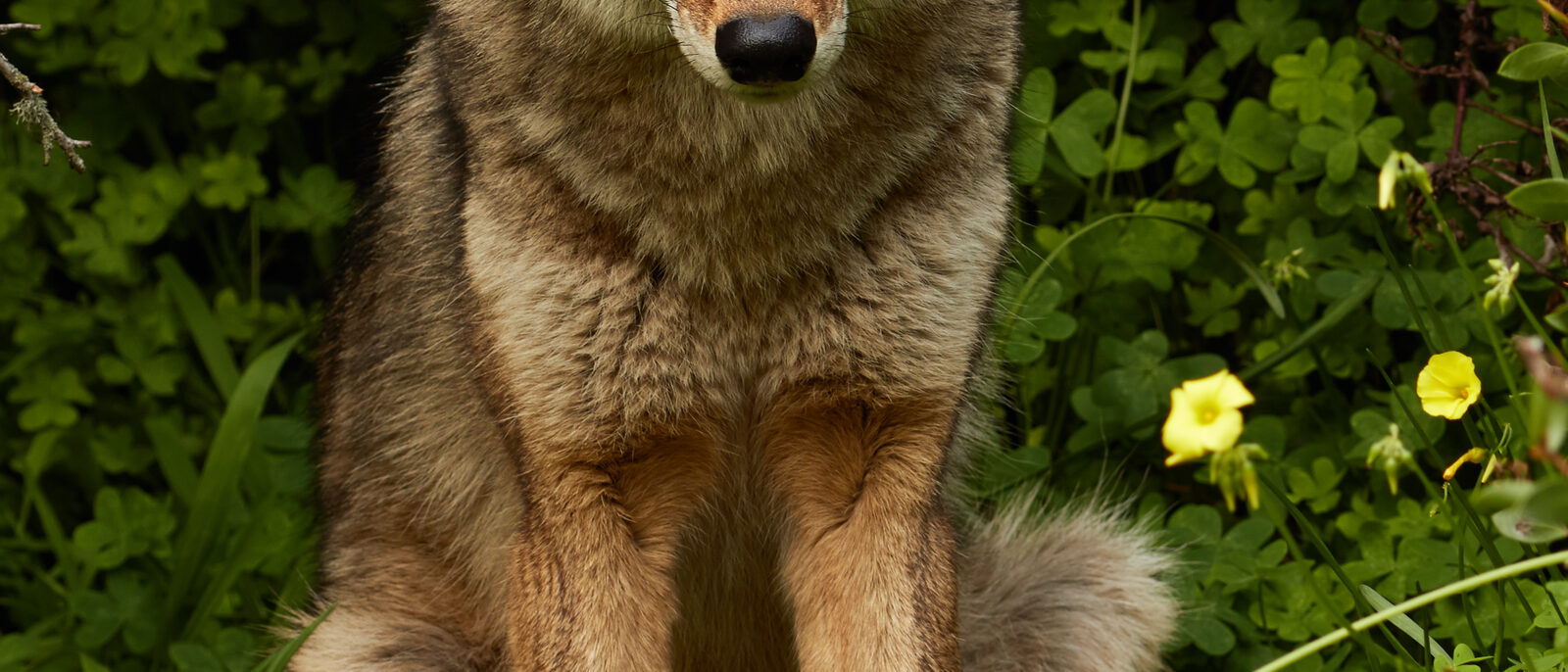 Coyote (Canis latrans) in Bernal Heights, San Francisco, California.