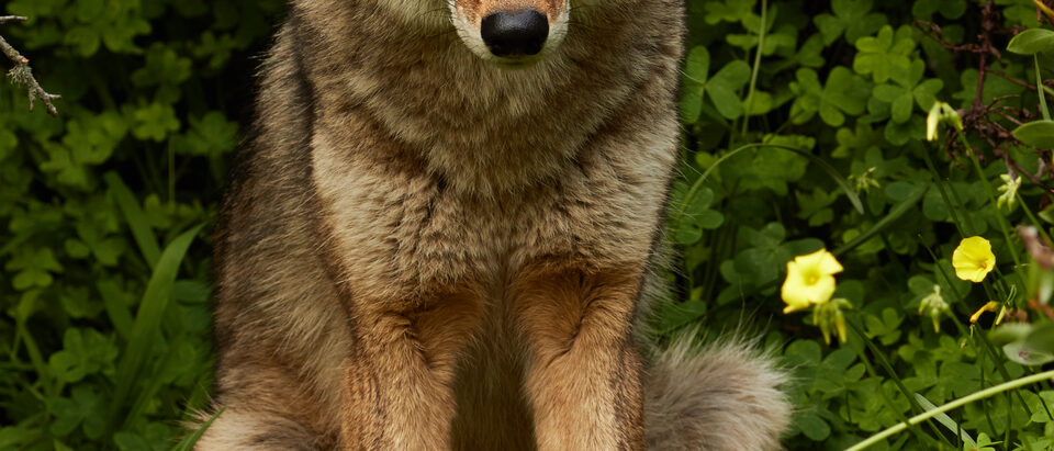 Coyote Control: How to Deter Coyotes from Your Property