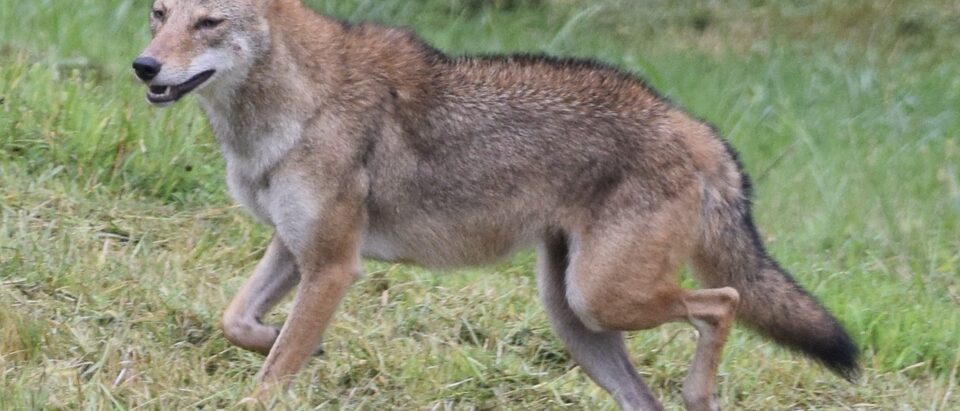Coyote in the House: What to Do