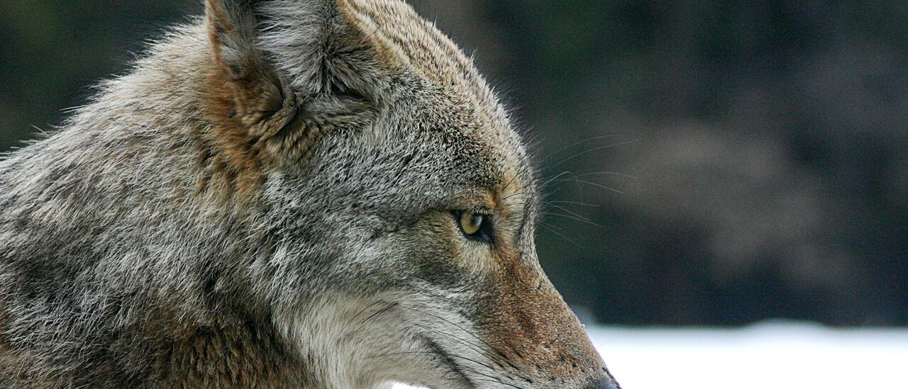 A coyote in Yosemite National Park, California, USA.