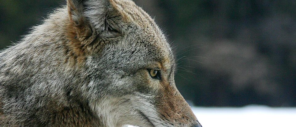 Coyote Removal Cost: What to Expect