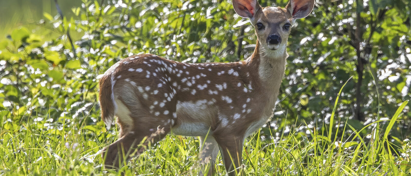 White-tailed deer (Odocoileus virginianus nelsoni) fawn about two weeks old, Orange Walk, Belize