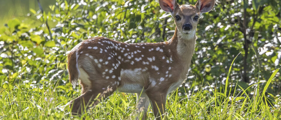 Dead Deer in Your Yard: What to Do