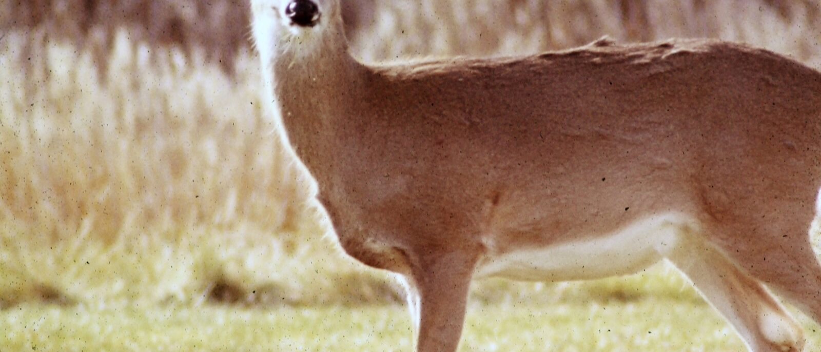 Mule Deer (Odocoileus hemionus) in Bandelier National Monument.