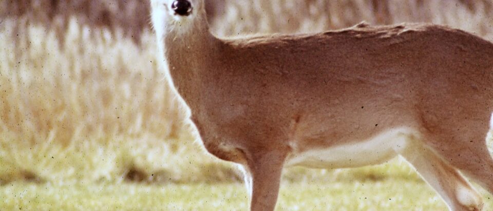 Dead Deer Removal: Who to Call and What to Do