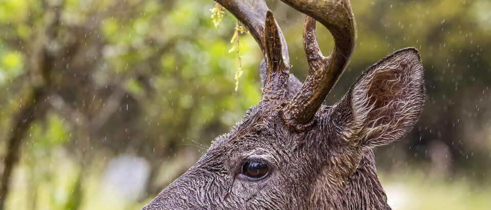 Dead Deer Removal Cost: What to Expect