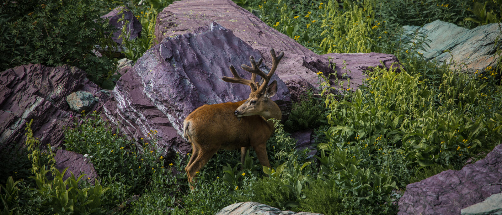 Mule Deer Buck