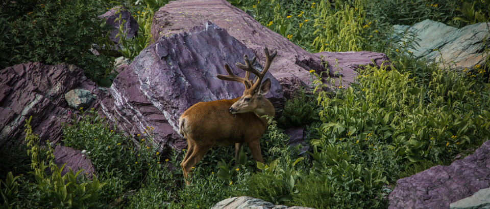 Deer in the House: What to Do