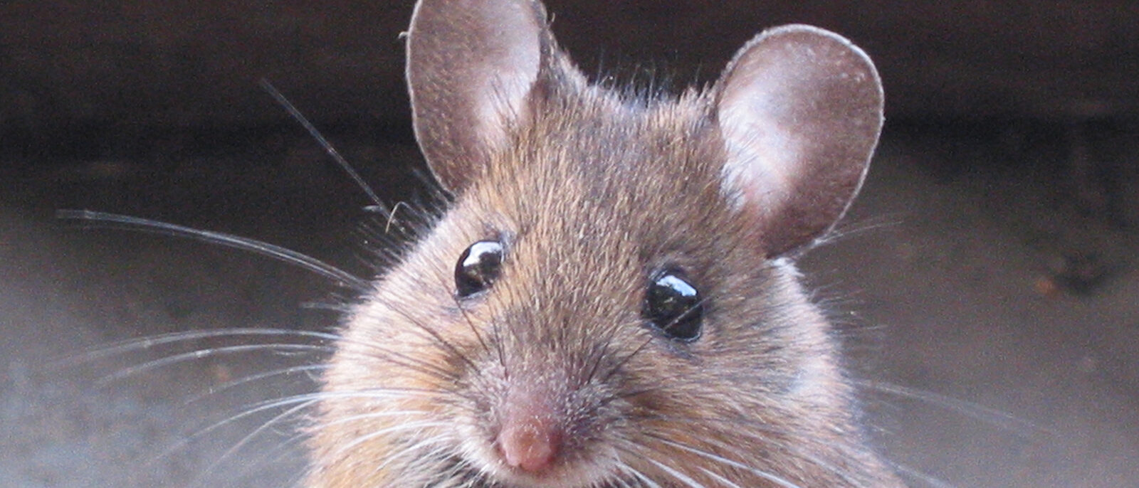 Wood mouse in the Netherlands