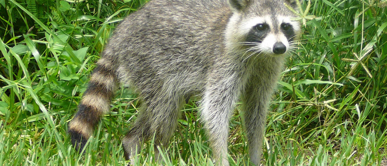 Common raccoon, Birch State Park, Fort Lauderdale Florida, 3 September 2006.