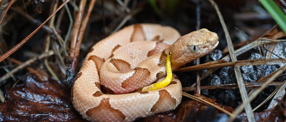Do Baby Snakes Have Venom? Debunking Myths!