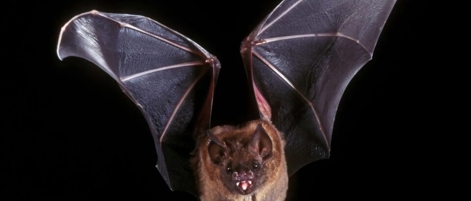 Do Bat Repellents Work? What Actually Keeps Bats Away