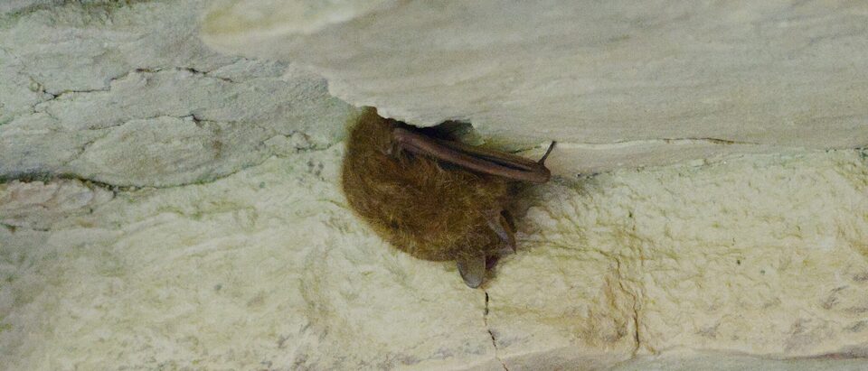 Do Bats Hibernate? Torpor and Winter Behavior Guide