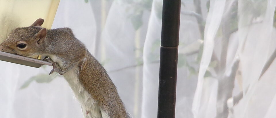 Do Electronic Squirrel Repellents Work? Honest Review