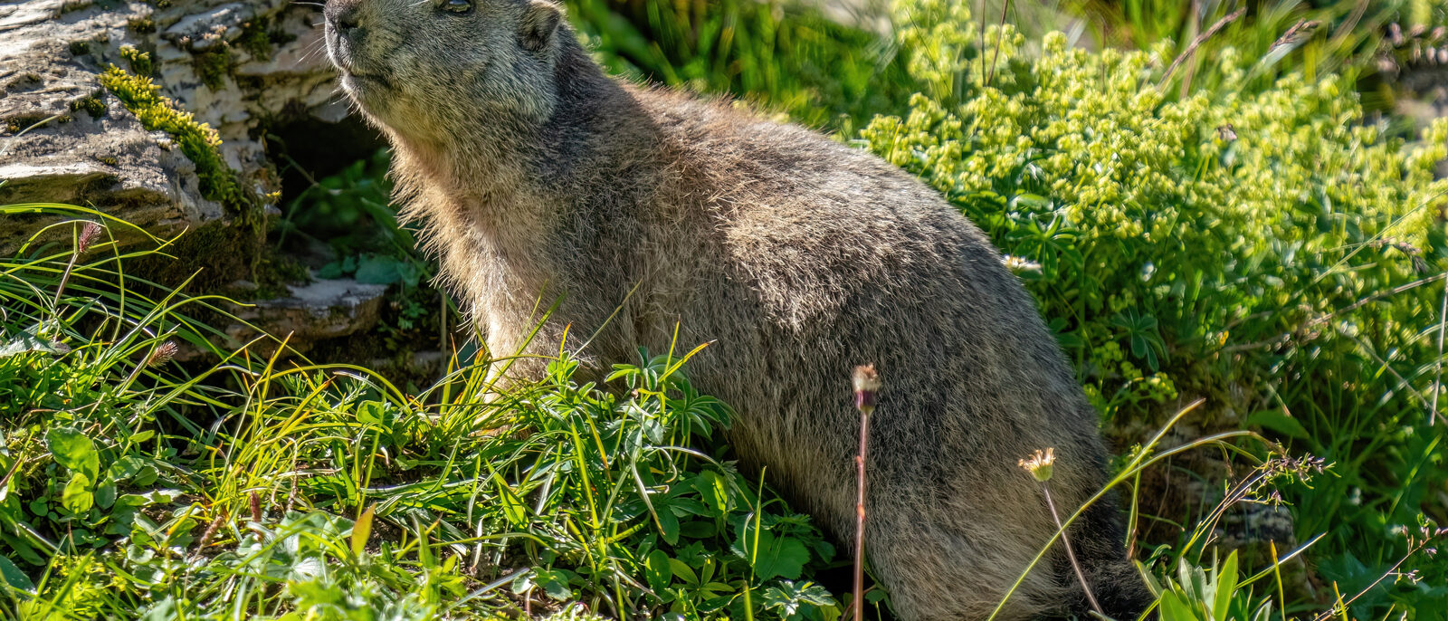 Wild marmot at Grand Muveran  Hunting Ban Reserve