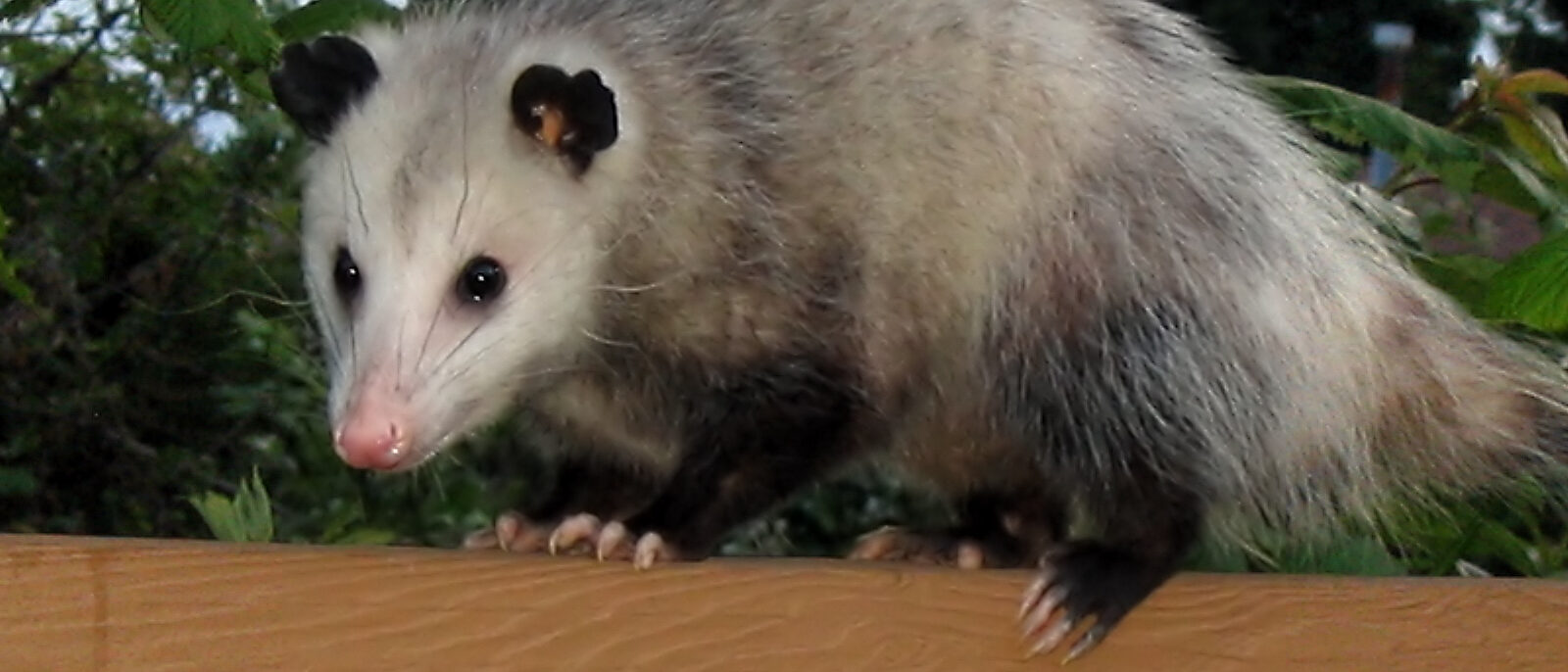 Virginia opossum (Didelphis virginiana) photographed in lower mainland area of w