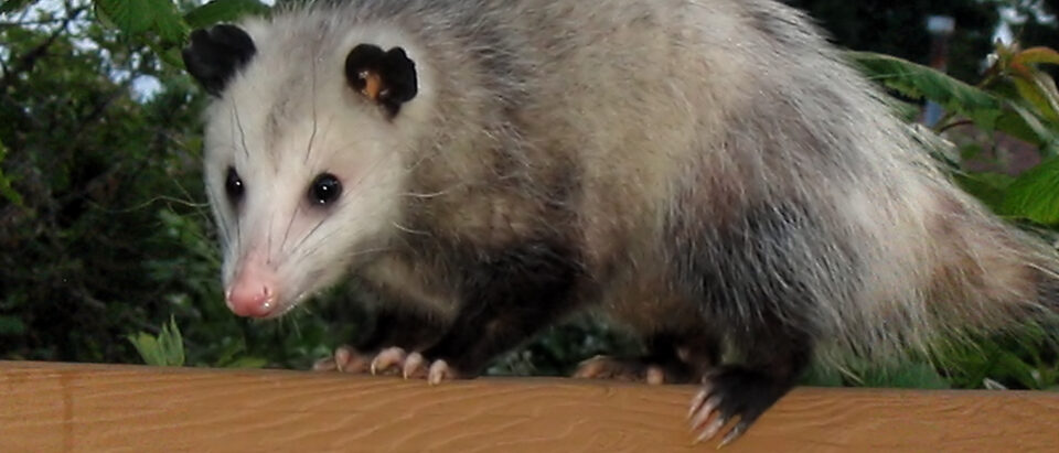 Do Mothballs Get Rid Of Possums?