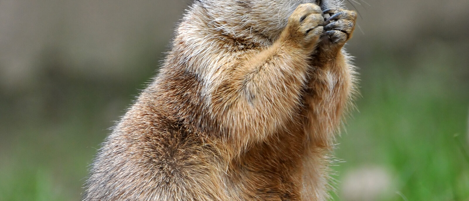 Black-tailed prairie dog (Cynomys ludovicianus) at Smithsonian National Zoologic