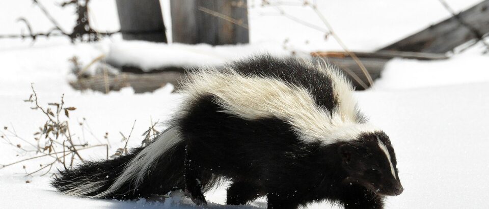 Do Mothballs Repel Skunks? Effectiveness Guide