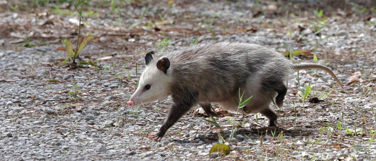 Virginia Opossum (Didelphis virginiana)