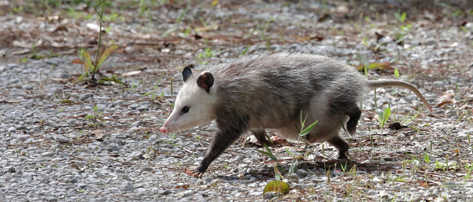 Do Possums Carry Diseases? What You Need to Know