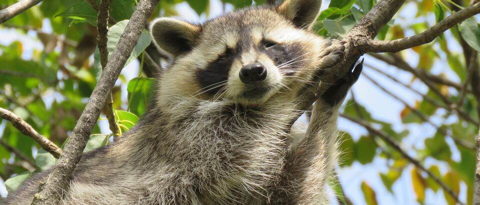 Raccoon climbing a tree branch