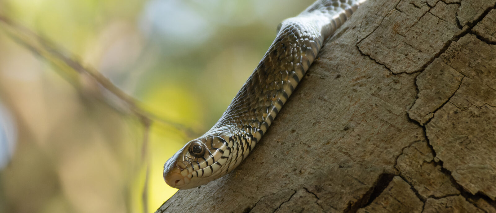 Oriental rat snake (Ptyas mucosa, Colubridae, Squamata) in Rabindra Sarobar, Wes