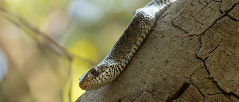 Do Snakes Dig Holes In The Ground: Why & How they Look Like?