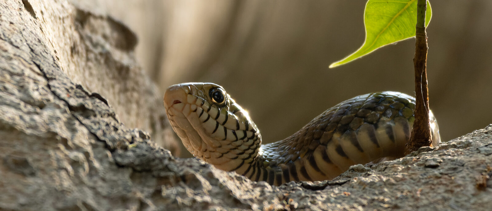 Oriental rat snake (Ptyas mucosa, Colubridae, Squamata) in Rabindra Sarobar, Wes