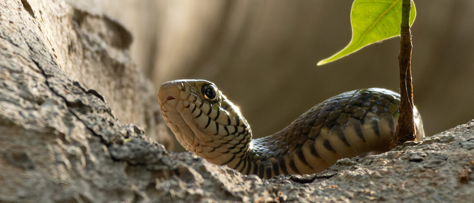 Do Snakes Hide in These 3 Spots in Your House?