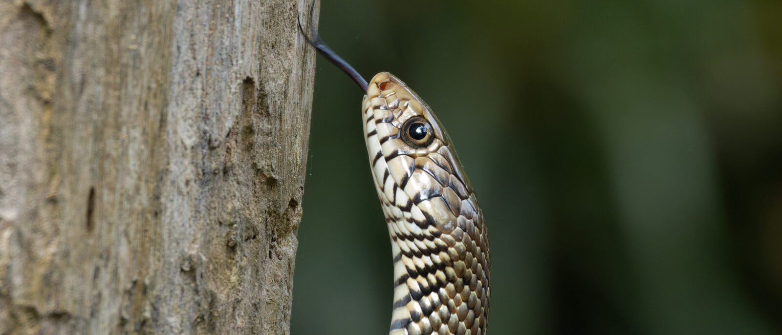 Oriental rat snake (Ptyas mucosa, Colubridae, Squamata) in Rabindra Sarobar, Wes