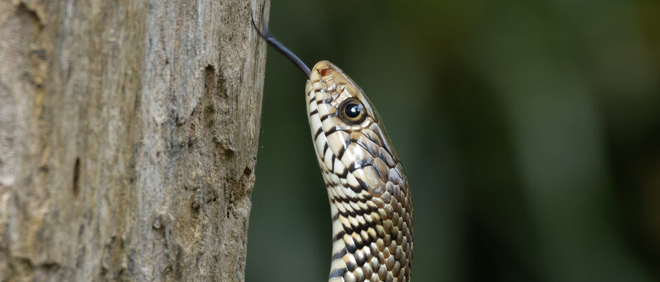 Do Solar Snake Repellers Work?