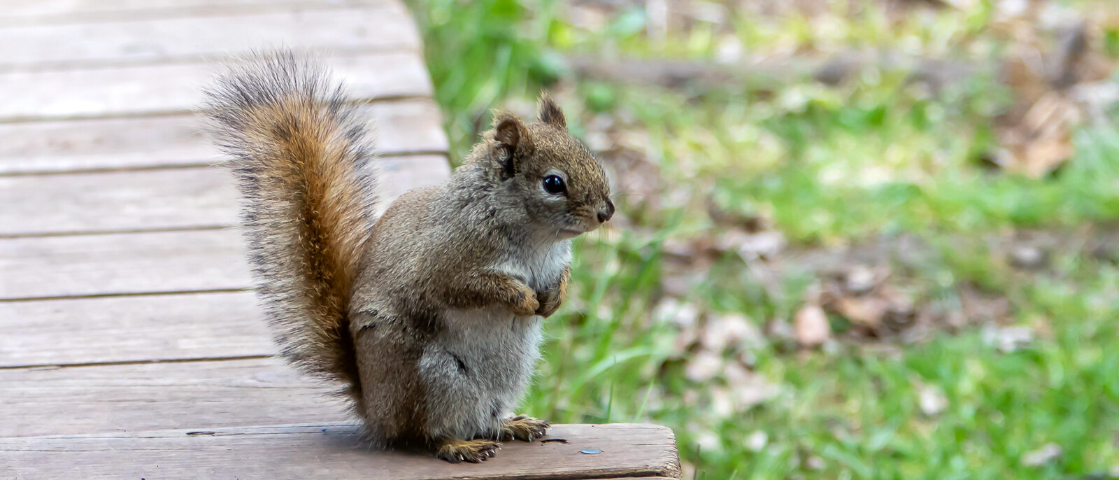 American red squirrel on a deck