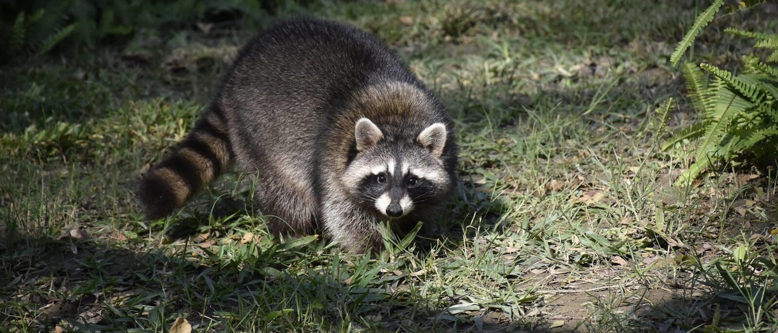 Common Raccoon in Shoushan Zoo