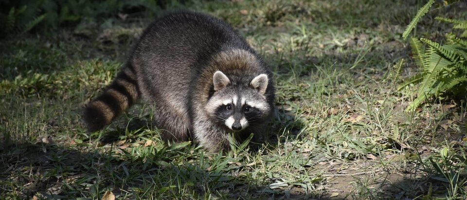 Common Raccoon in Shoushan Zoo