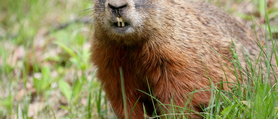 Does Liquid Fence Repel Woodchucks?