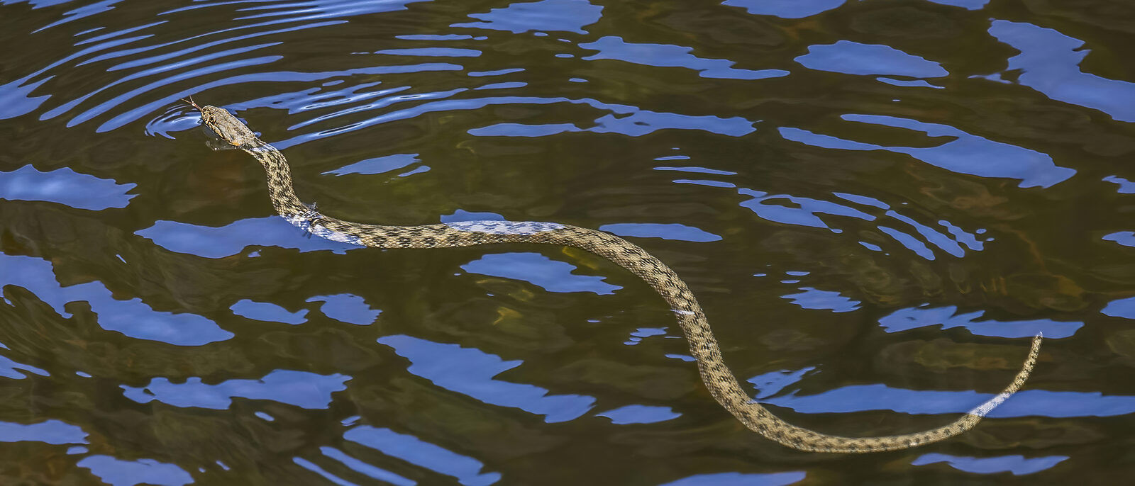 Viperine water snake (Natrix maura), Extremadura, Spain