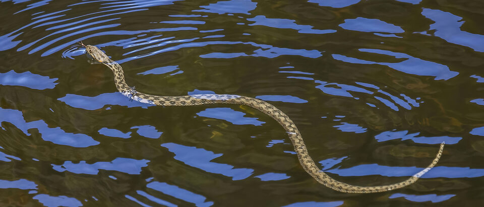 10 Easy Steps to Snake-Proof Your Yard This Weekend