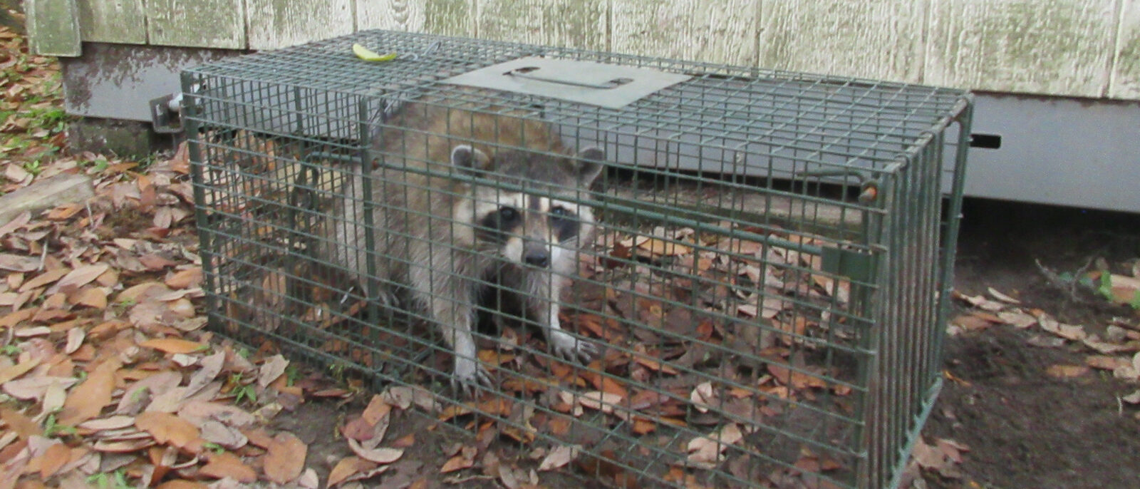 Louisiana Raccoon in metal live catch-trap, 31 March 2026.
Raccoons are not unco